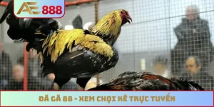 Đá gà 88