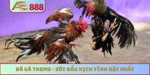 Đá gà Thomo