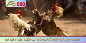 Đá gà trực tiếp C1