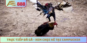 Trực tiếp đá gà