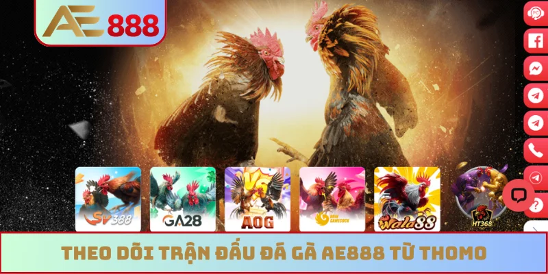Theo dõi trận đấu đá gà AE888 từ Thomo